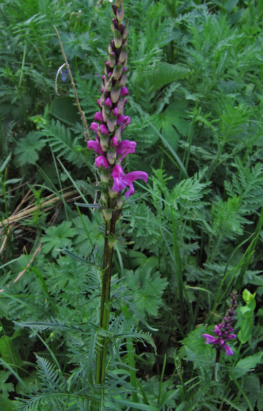 Изображение особи Pedicularis elata.