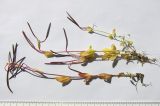 View full-size image Epilobium anagallidifolium