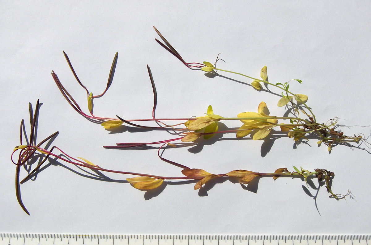 Image of Epilobium anagallidifolium specimen.