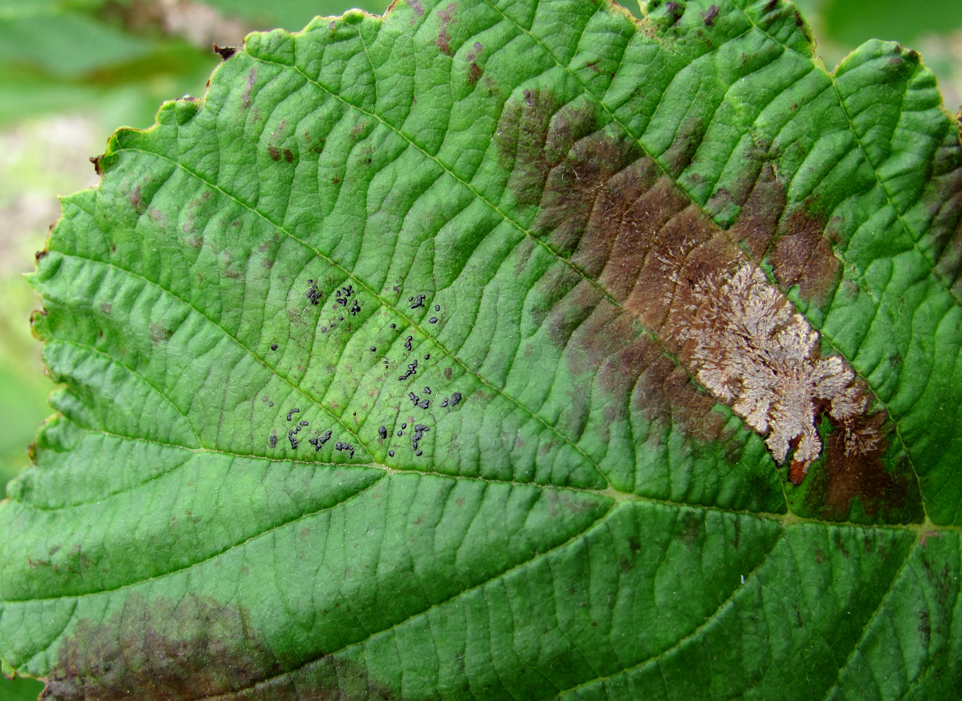 Изображение особи Alnus incana.