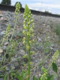 Reseda lutea