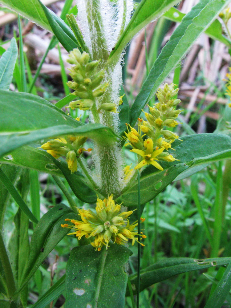 Image of Naumburgia thyrsiflora specimen.