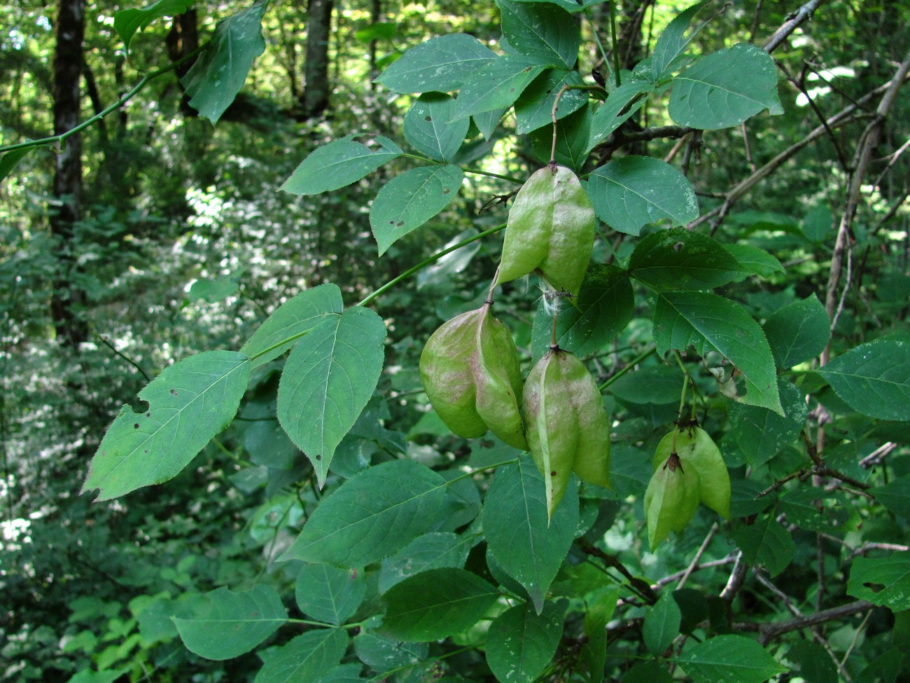 Image of Staphylea colchica specimen.