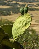 Opuntia ficus-indica. Побег с незрелыми плодами. Испания, Андалусия, провинция Малага, г. Ронда, горный склон. Август 2015 г.