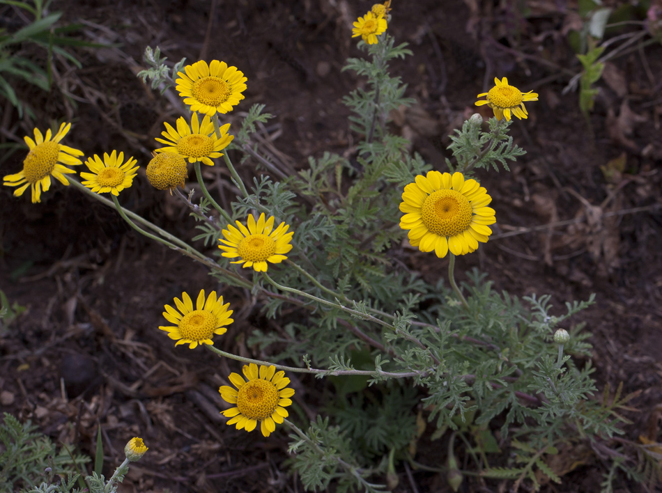 Image of Anthemis tinctoria specimen.