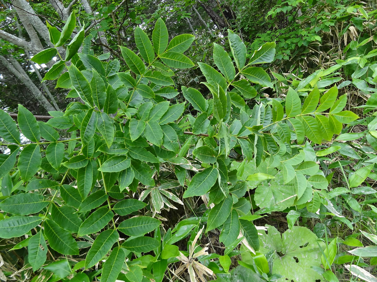 Image of Phellodendron sachalinense specimen.