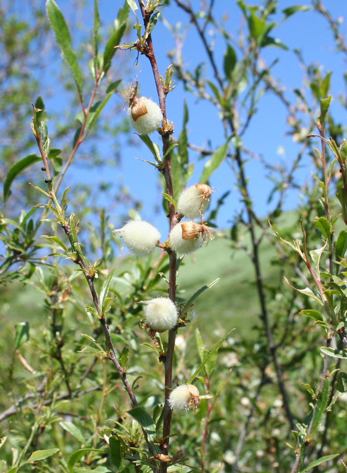 Image of Amygdalus nana specimen.