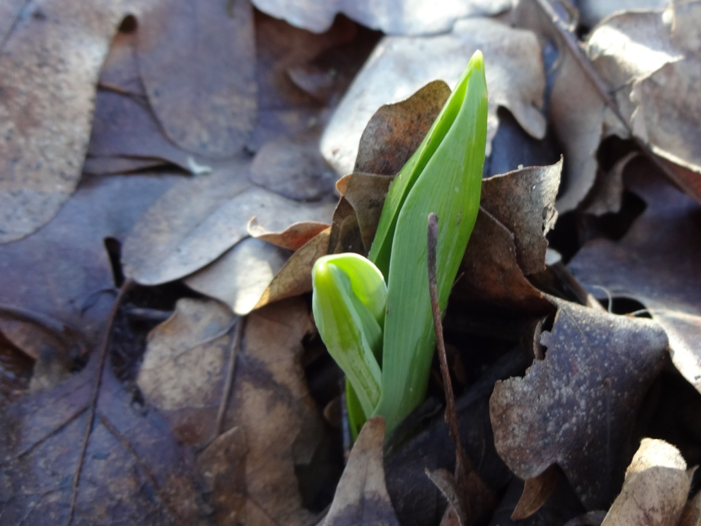 Изображение особи Ornithogalum arcuatum.