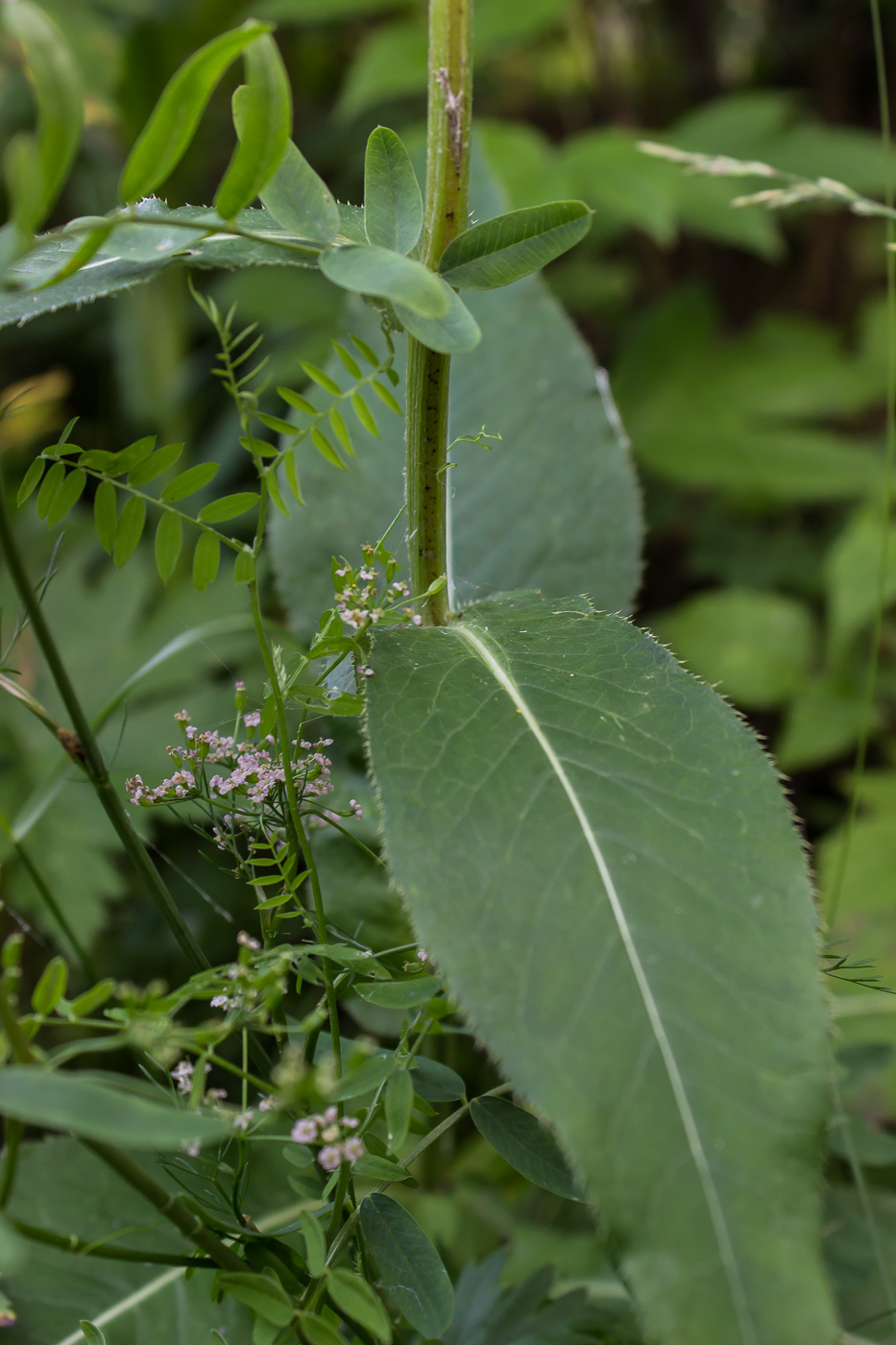 Image of Cirsium heterophyllum specimen.