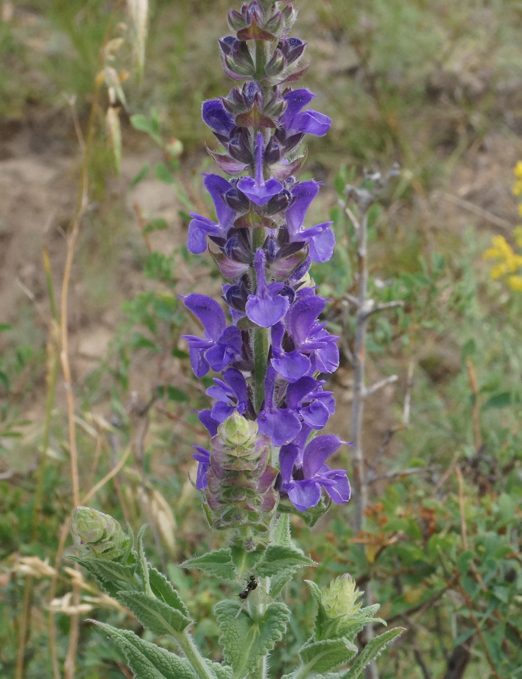 Изображение особи Salvia deserta.