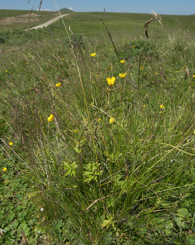 Image of Ranunculus caucasicus specimen.