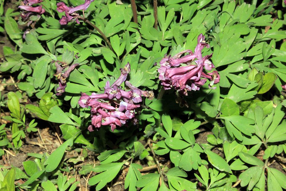 Image of Corydalis solida specimen.