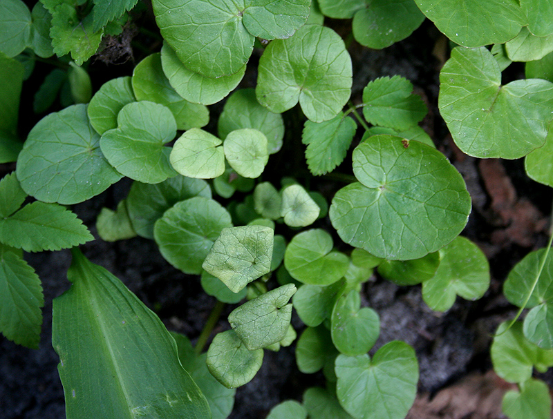 Image of Ficaria verna specimen.