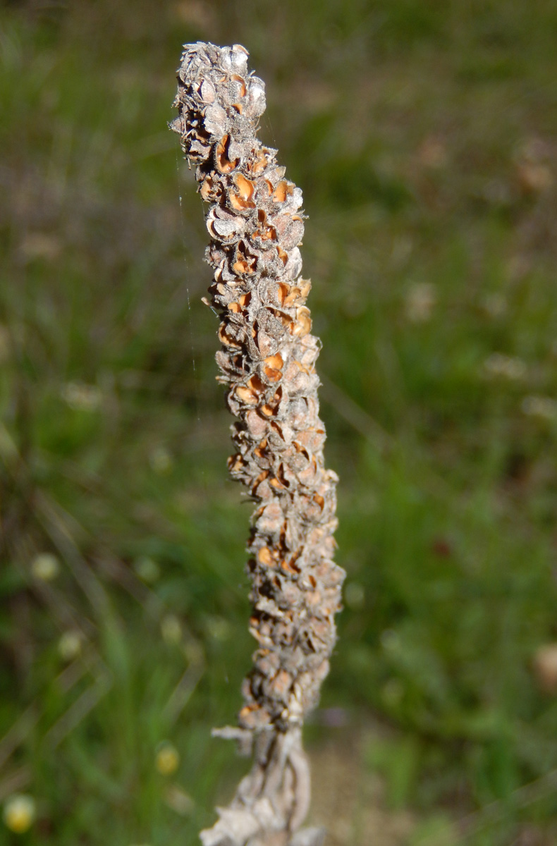 Image of Veronica barrelieri specimen.