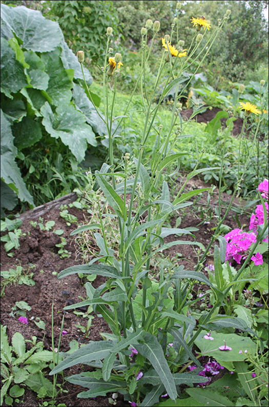 Изображение особи Sonchus arvensis ssp. uliginosus.