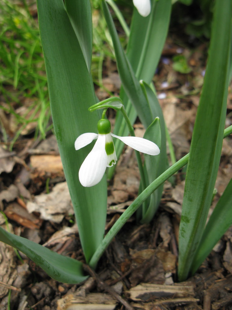 Image of Galanthus elwesii specimen.