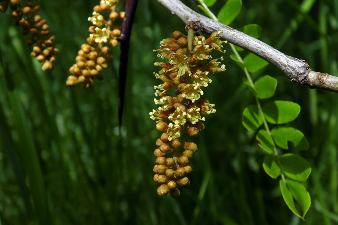 Image of Gleditsia triacanthos specimen.