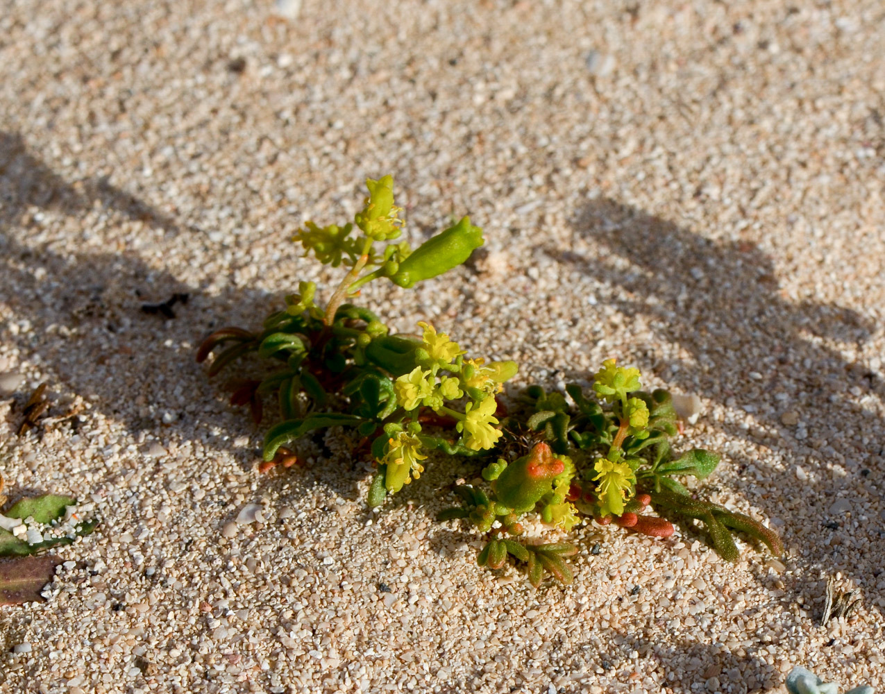 Image of Reseda crystallina specimen.