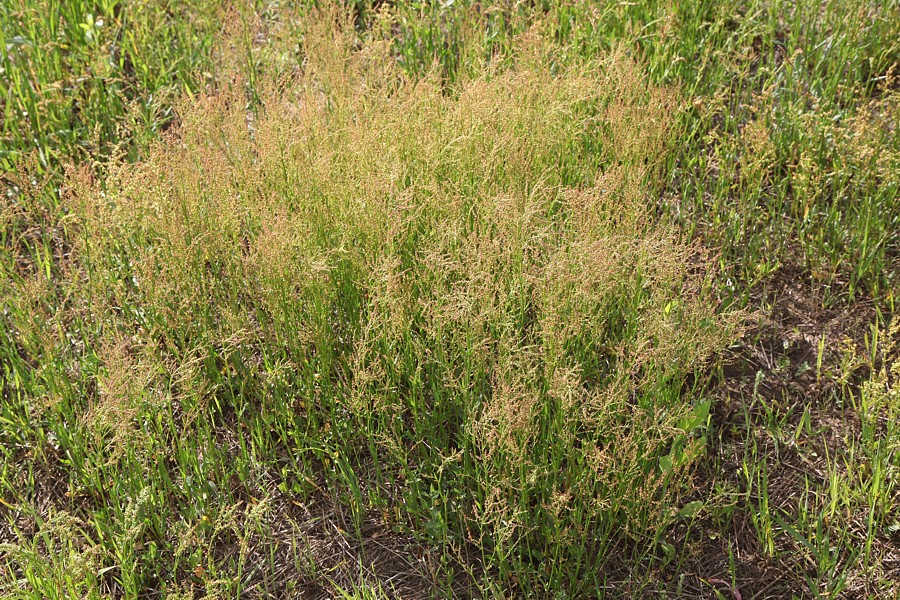 Image of Rumex acetosella specimen.