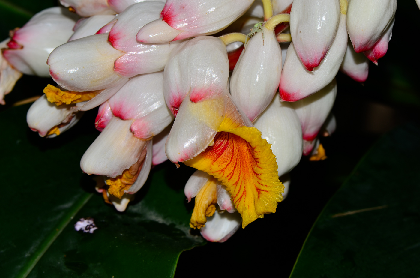 Image of Alpinia zerumbet specimen.