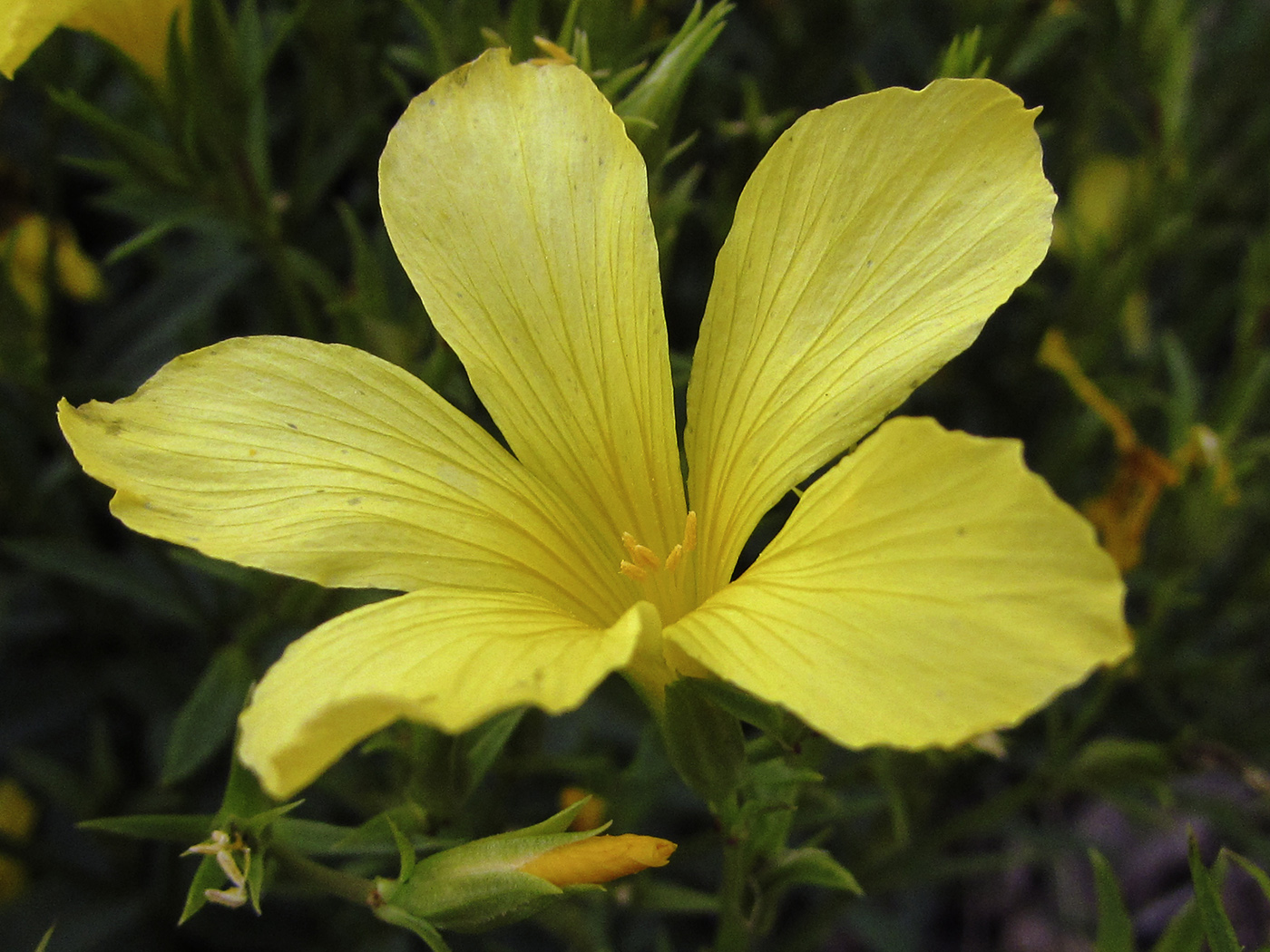 Изображение особи Linum campanulatum.