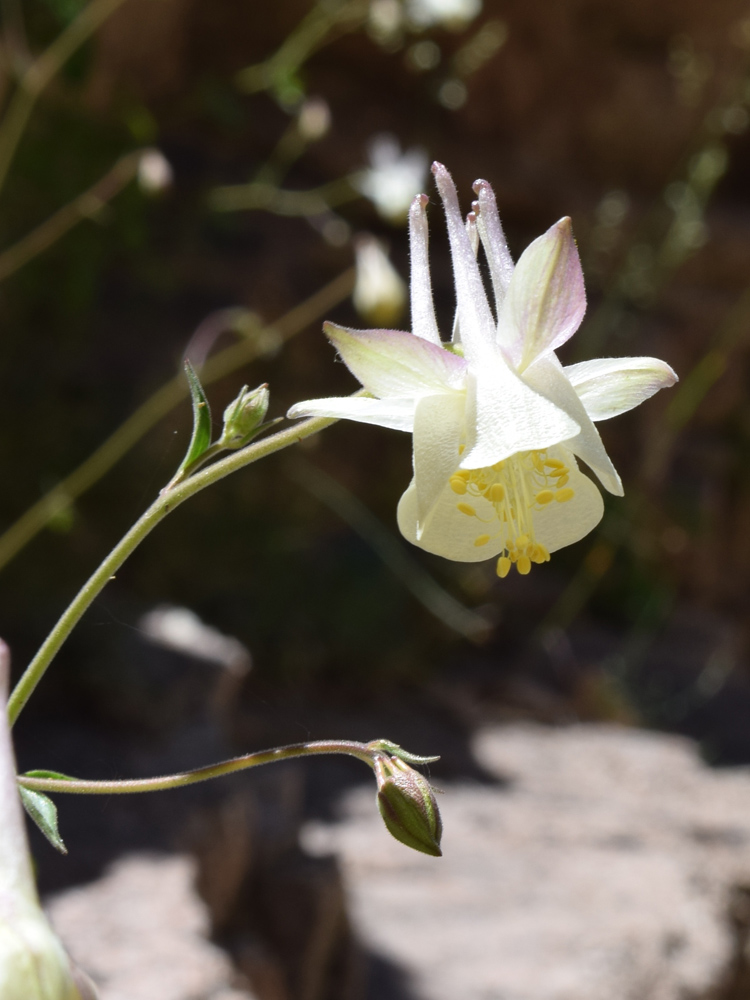 Image of Aquilegia tianschanica specimen.