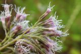 Eupatorium cannabinum