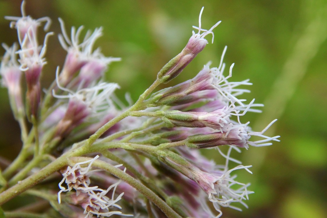 Изображение особи Eupatorium cannabinum.