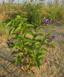 Solanum dulcamara