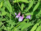 Lathyrus pilosus. Соцветие и сегменты листьев. Иркутская обл., Ангарский р-н, долина р. Ангара, влажный луг. 13.07.2016.