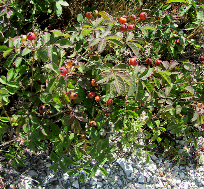 Image of Rosa gallica specimen.