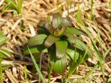 Fritillaria camschatcensis. Растение с бутонами. Магаданская обл., окр. Магадана, пос. Снежная Долина, пойменный лес р. Дукча. 07.06.2012.