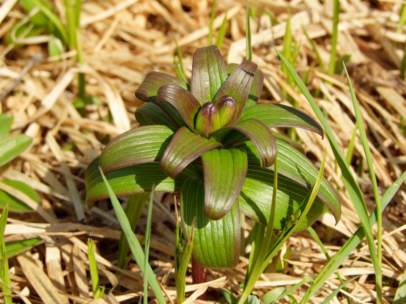 Изображение особи Fritillaria camschatcensis.