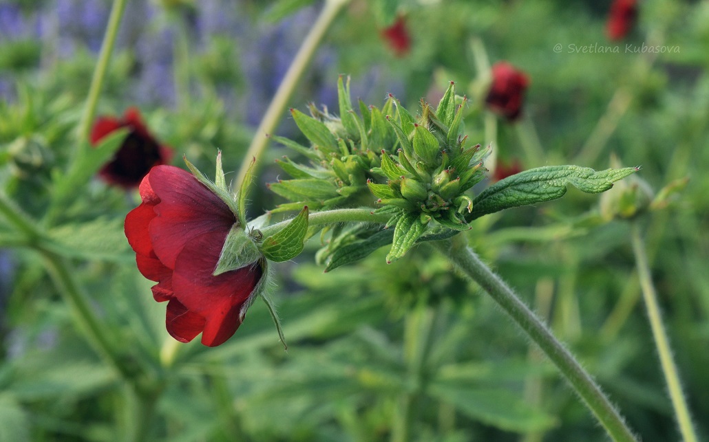 Изображение особи Potentilla thurberi.