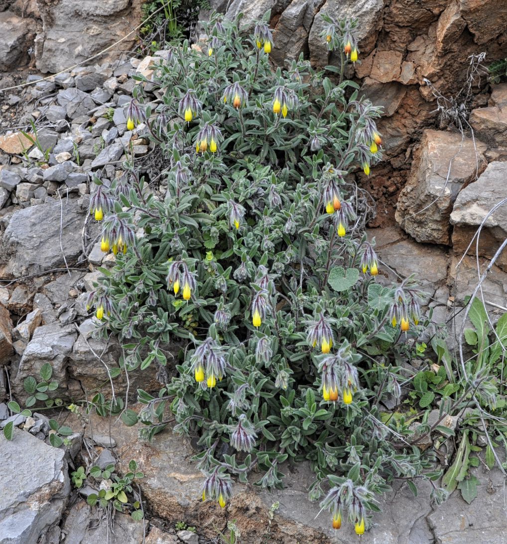 Изображение особи Onosma frutescens.