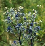 Eryngium planum