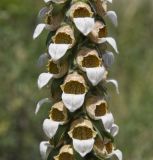 Digitalis lanata