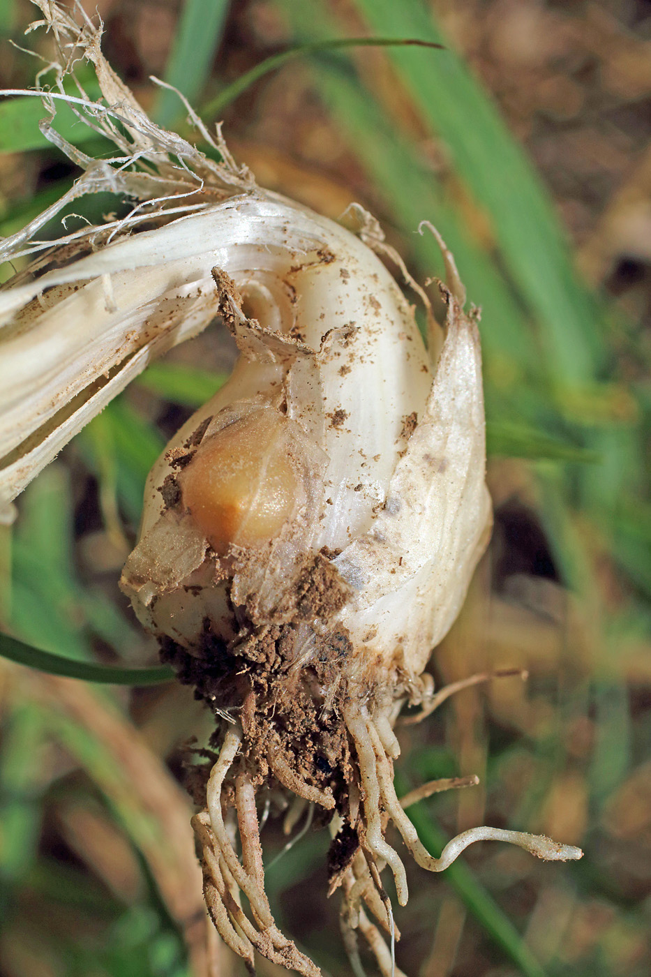 Изображение особи Allium atroviolaceum.