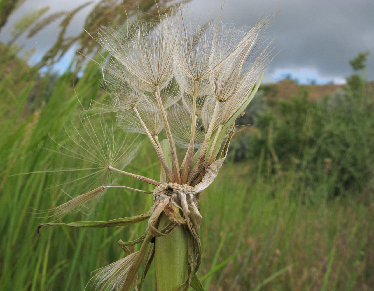 Image of Tragopogon dubius specimen.