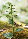 Pachyphragma macrophyllum. Верхушка побега с незрелым соплодием. Грузия, г. Боржоми, Центральный парк Боржоми, берег р. Боржомула, лужайка. 01.05.2017.