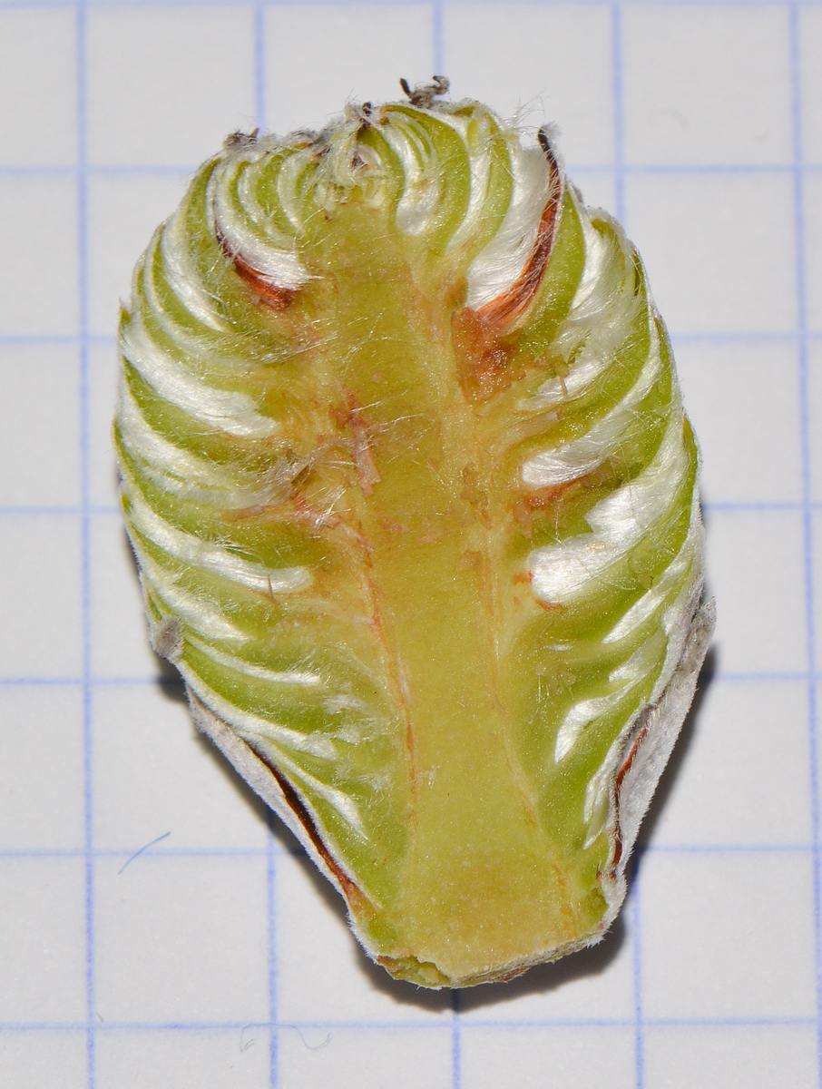 Image of Leucadendron galpinii specimen.