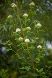 Physocarpus opulifolius