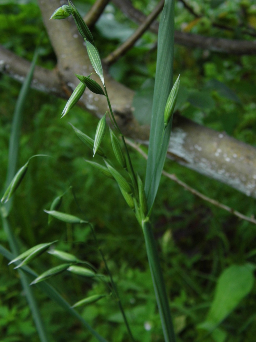 Image of Avena sativa specimen.