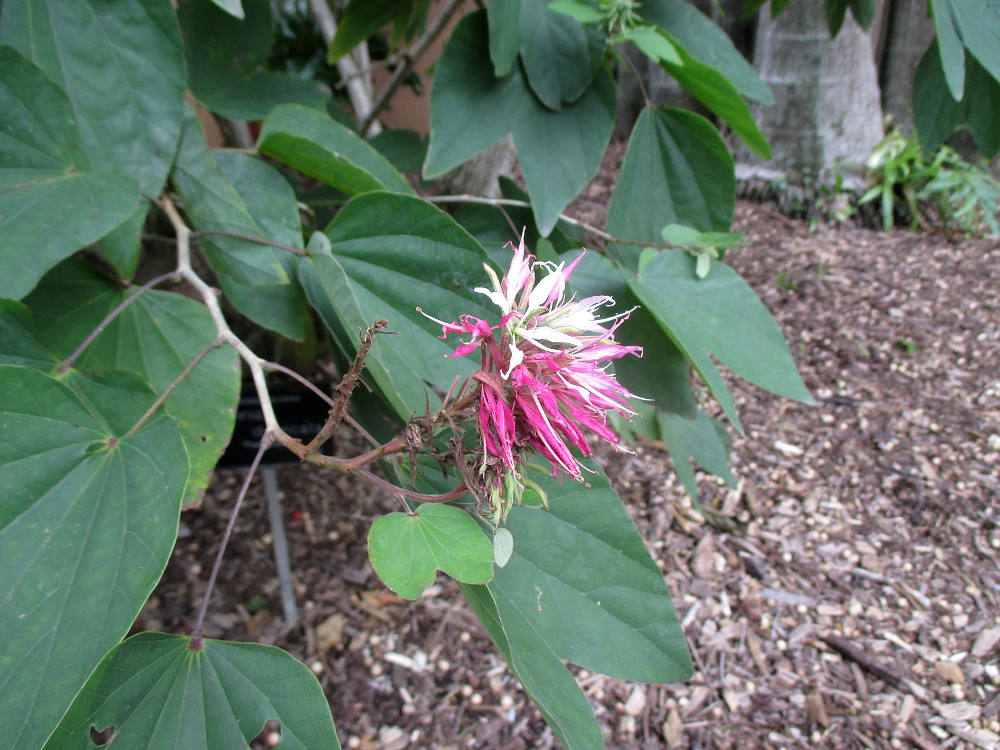 Изображение особи Bauhinia divaricata.