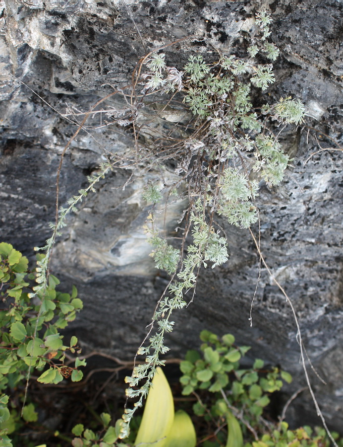 Image of Artemisia frigida specimen.