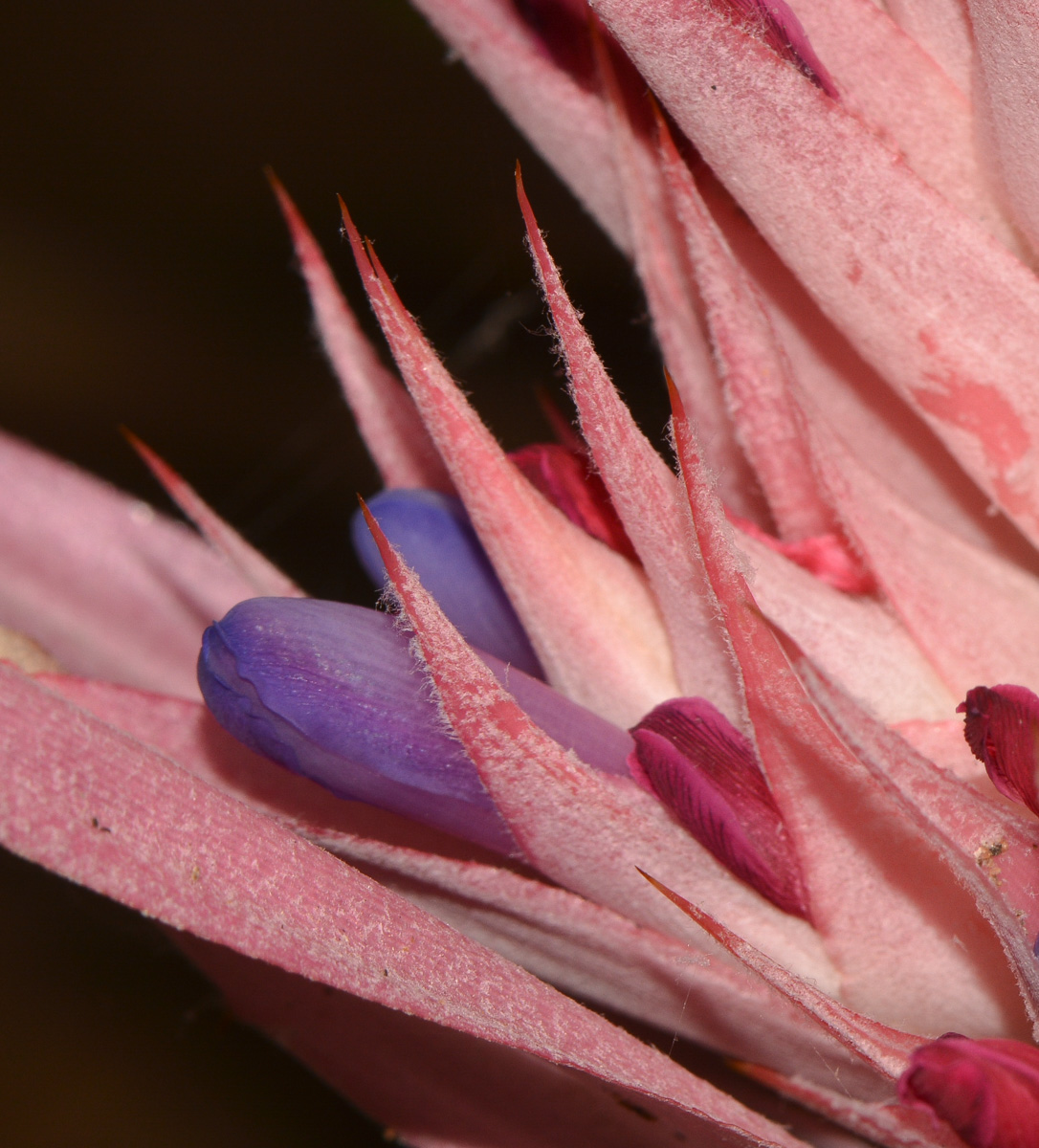 Image of Aechmea fasciata specimen.