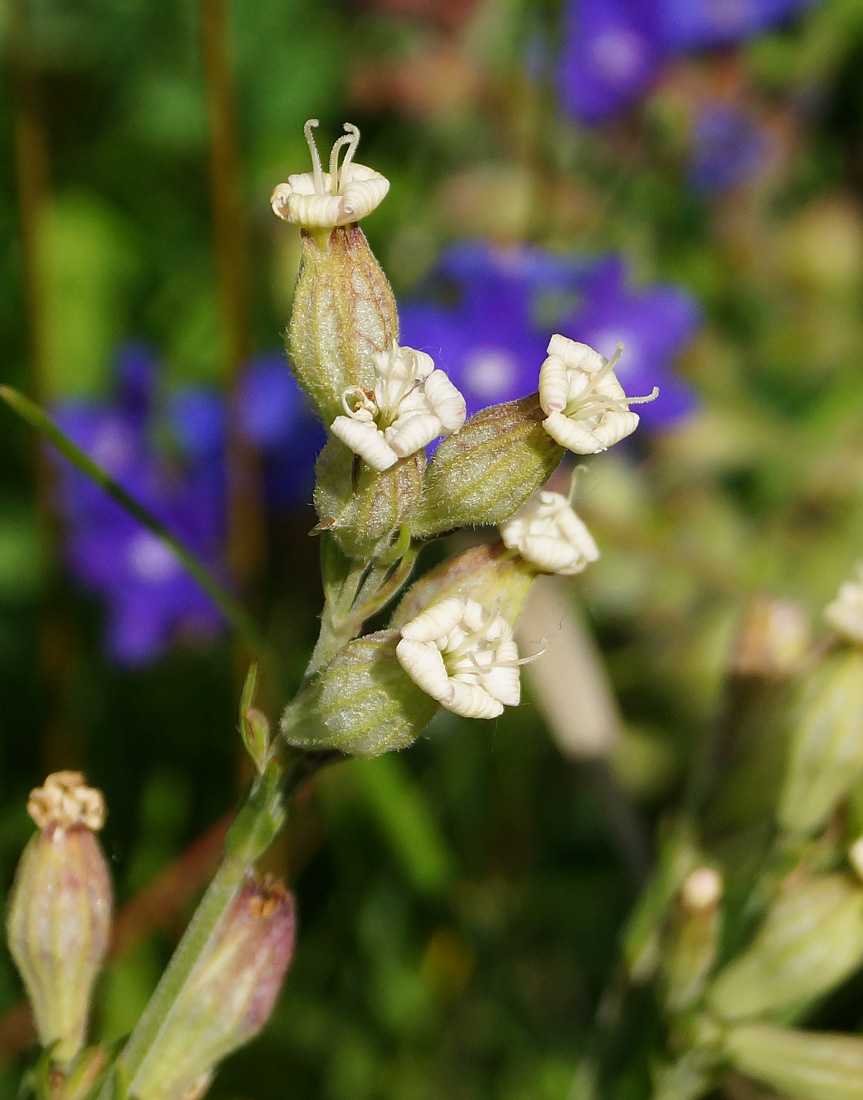 Image of Silene amoena specimen.