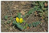 Astragalus wolgensis