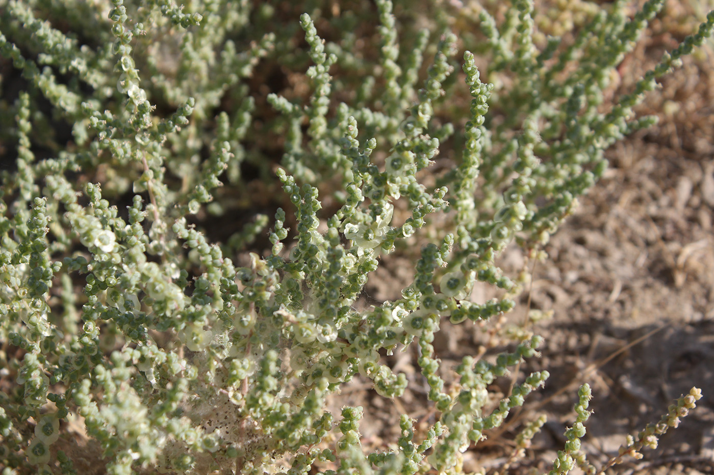 Image of genus Salsola specimen.