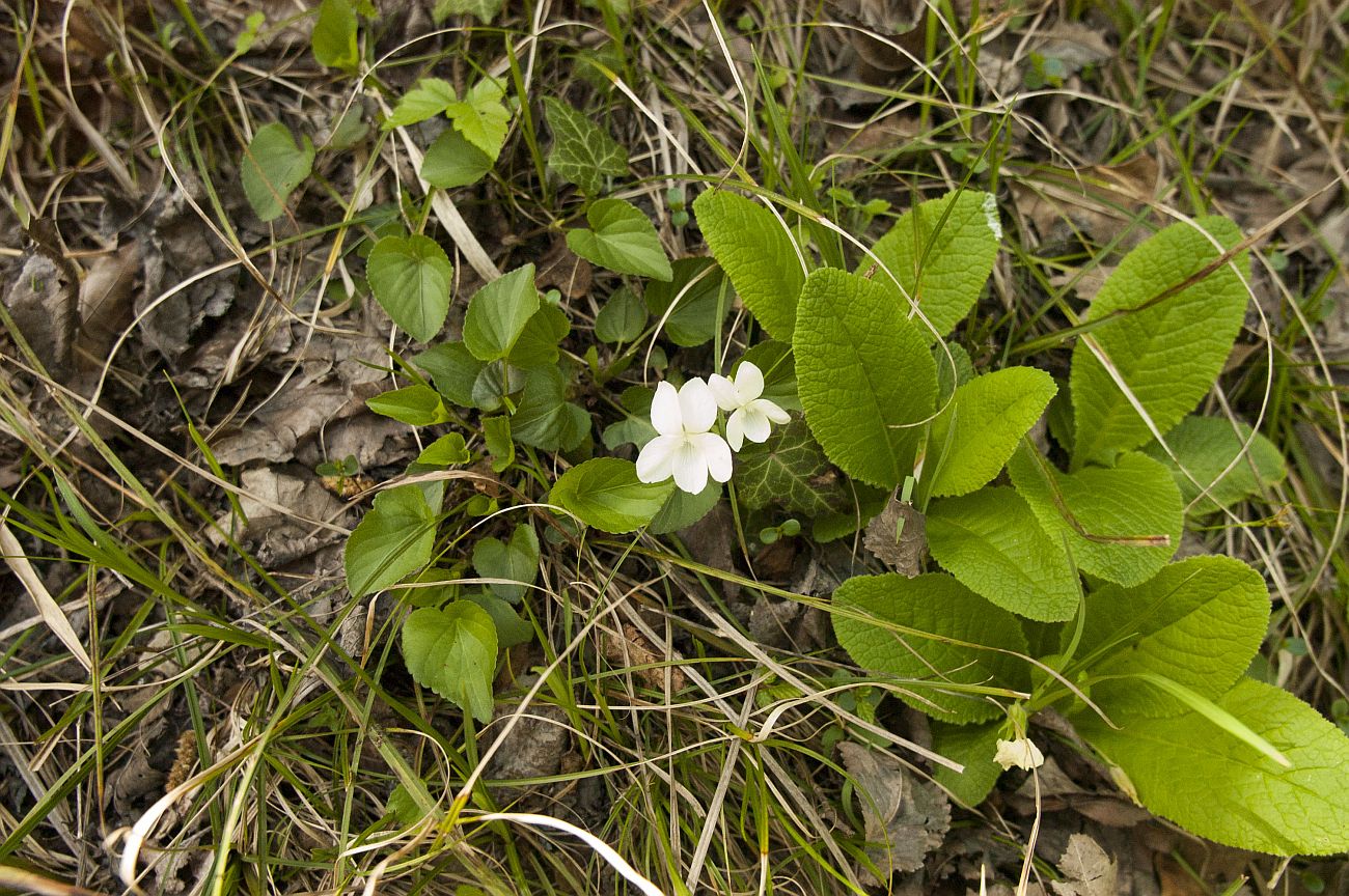 Image of genus Viola specimen.